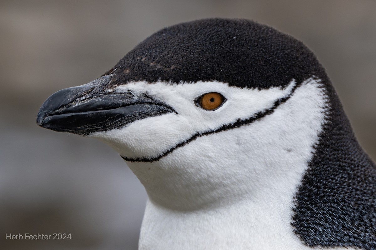 tučňák uzdičkový - ML615613201