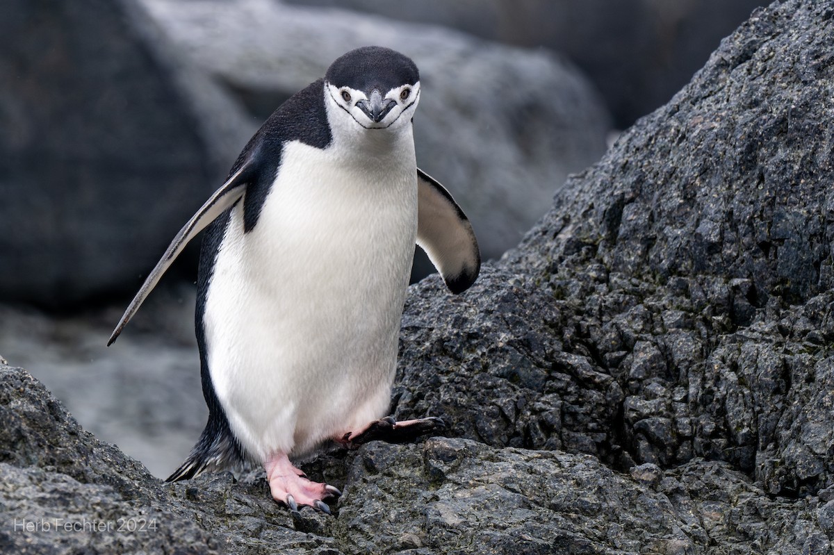tučňák uzdičkový - ML615613204