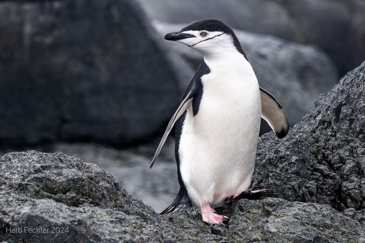 Антарктический пингвин - ML615613205
