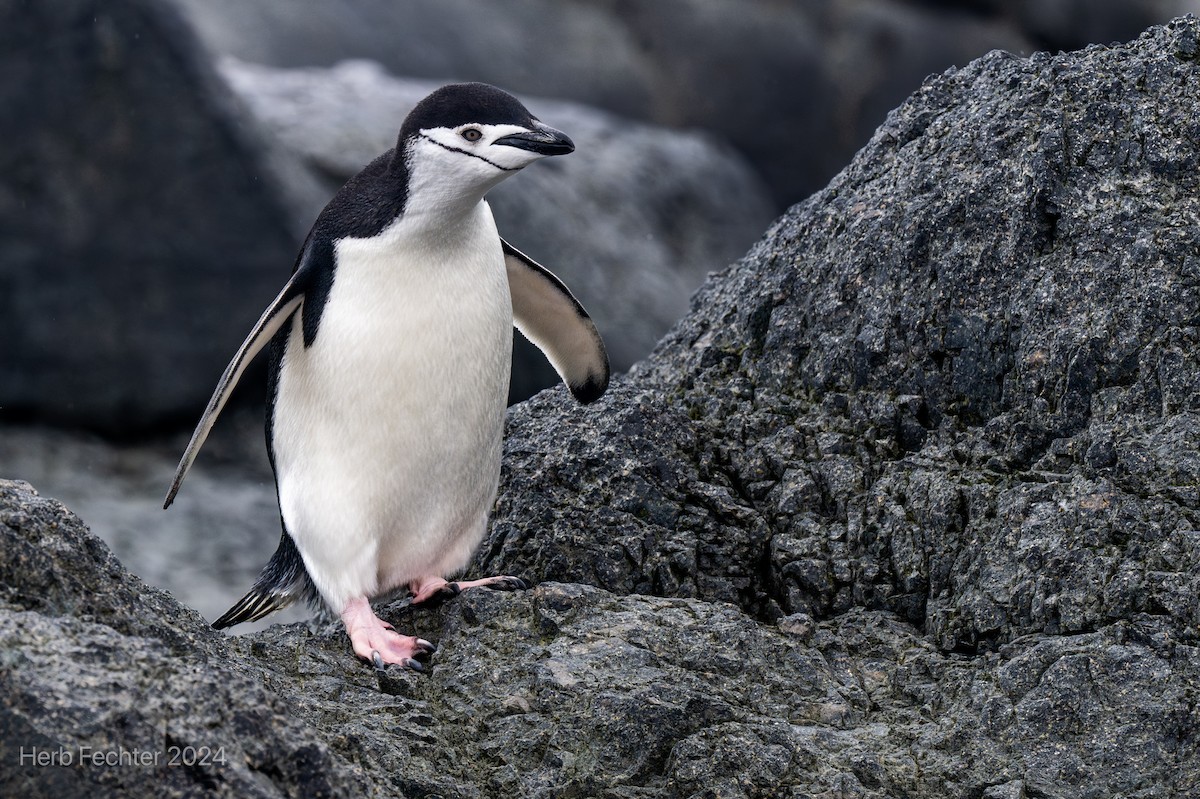 tučňák uzdičkový - ML615613206