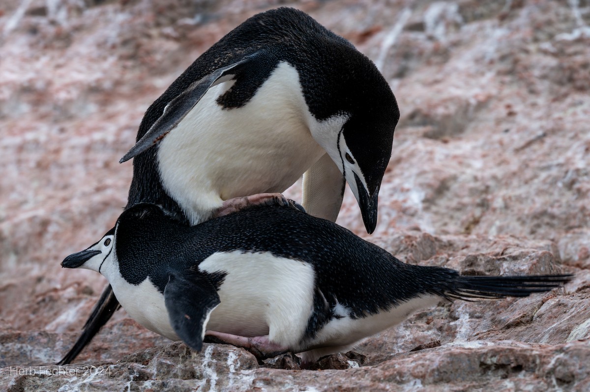 Пінгвін антарктичний - ML615613207