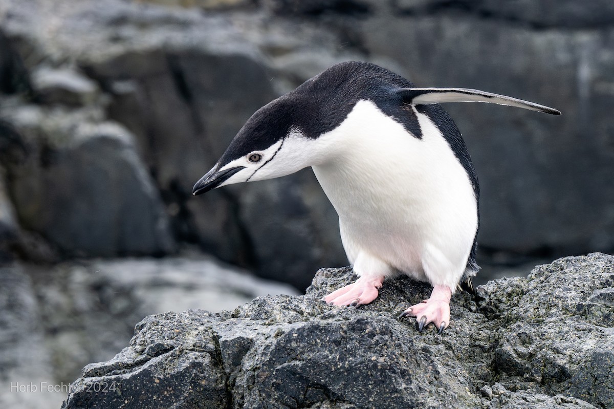 Антарктический пингвин - ML615613208