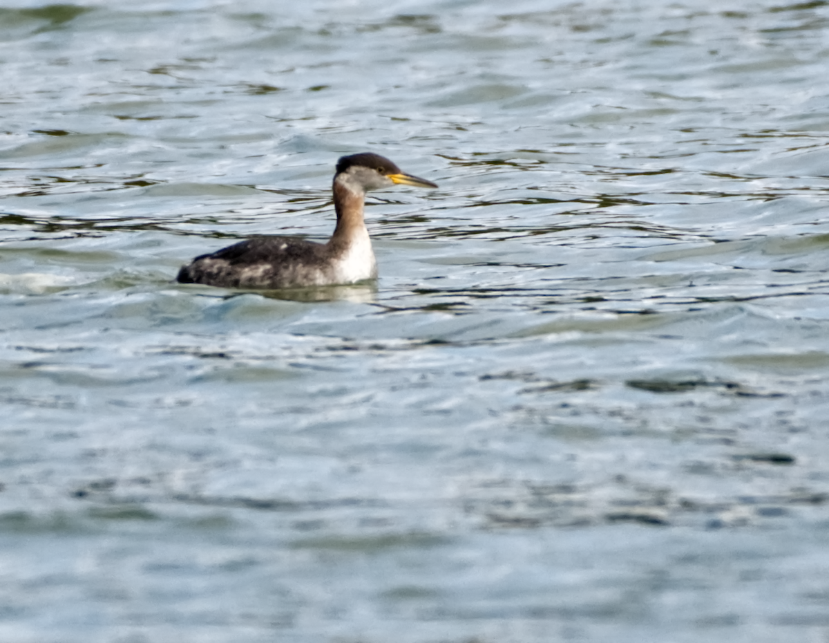 Red-necked Grebe - ML615613281