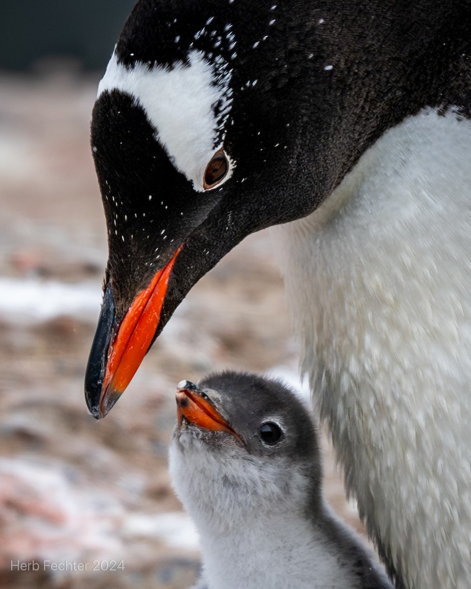 Gentoo Penguin - ML615613418