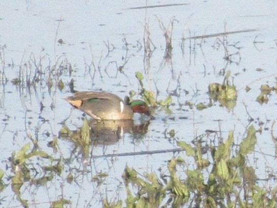 Green-winged Teal - ML615613430