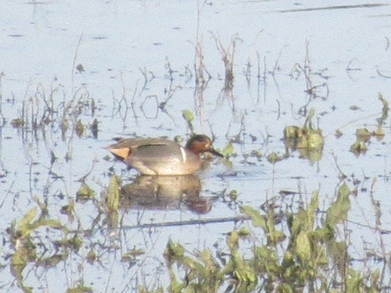 Green-winged Teal - ML615613431