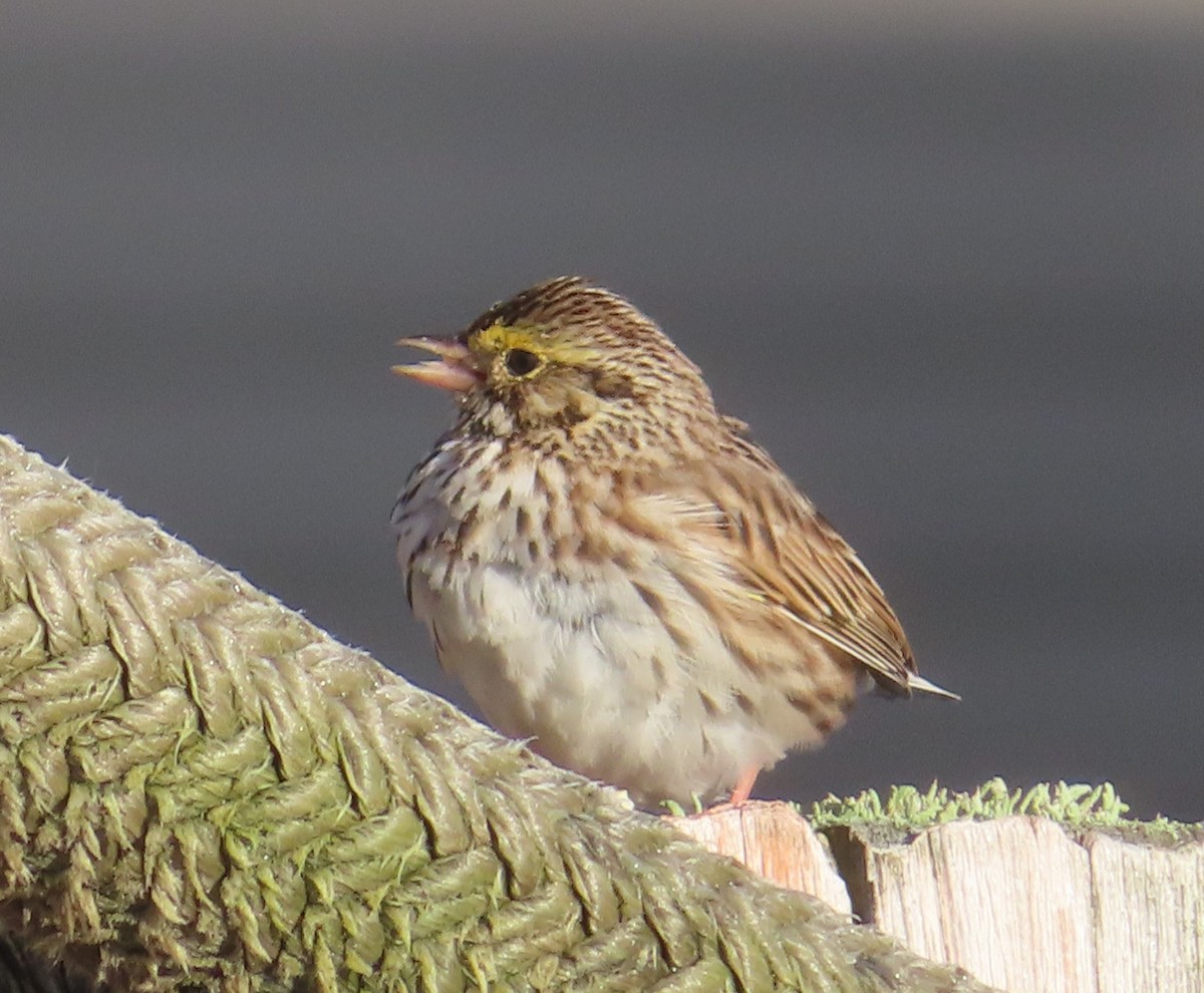 Savannah Sparrow - ML615613491