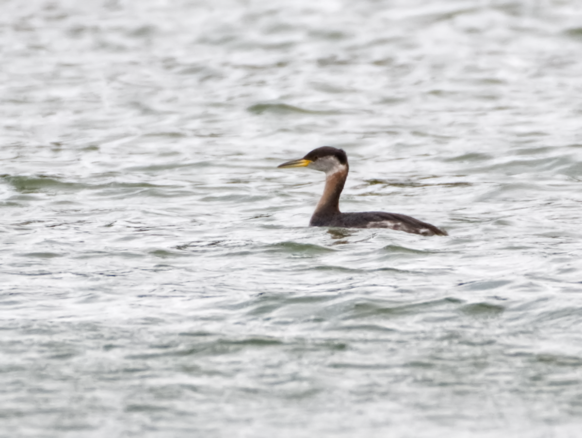 Red-necked Grebe - ML615613540