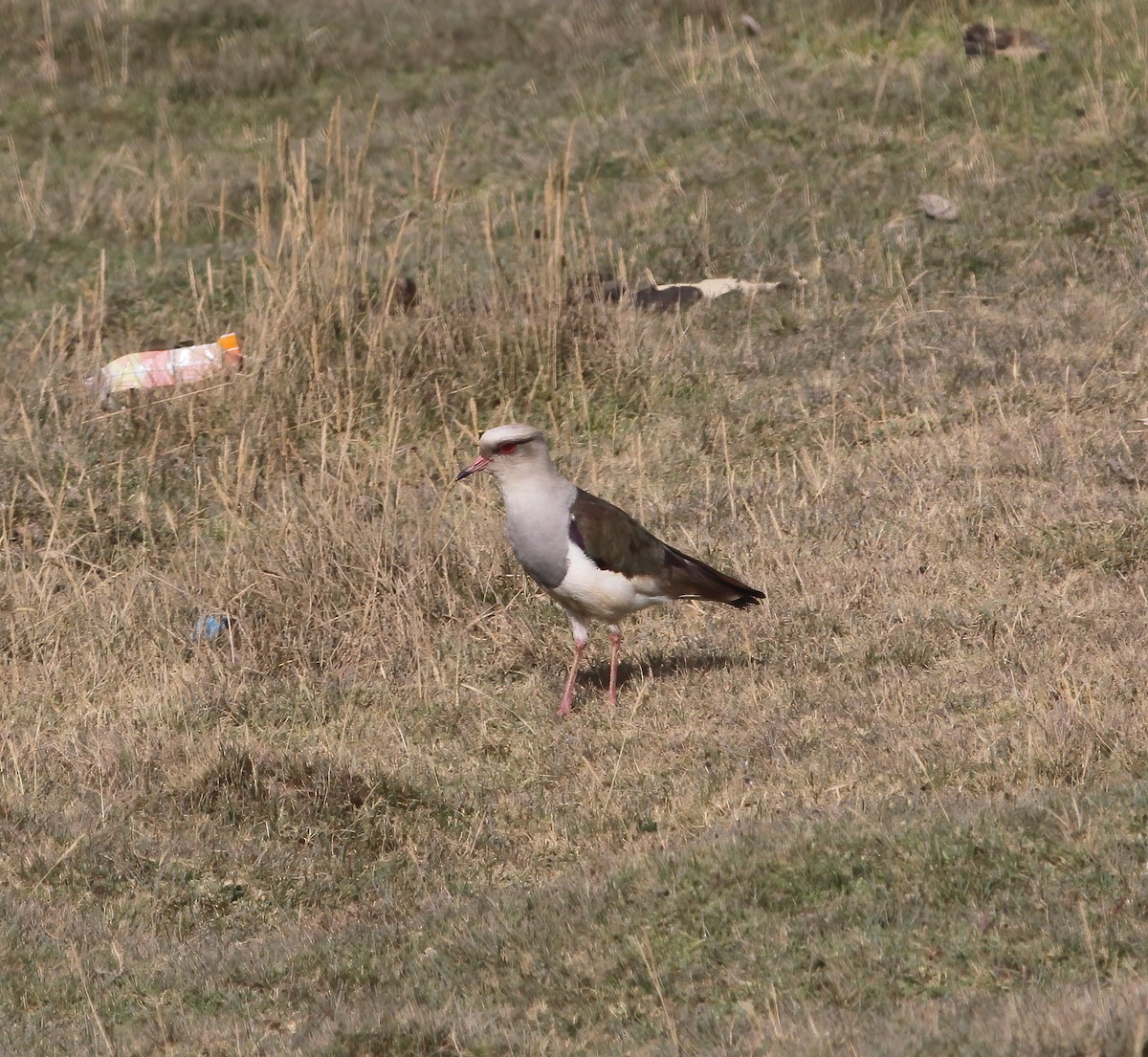 Andean Lapwing - ML615613562