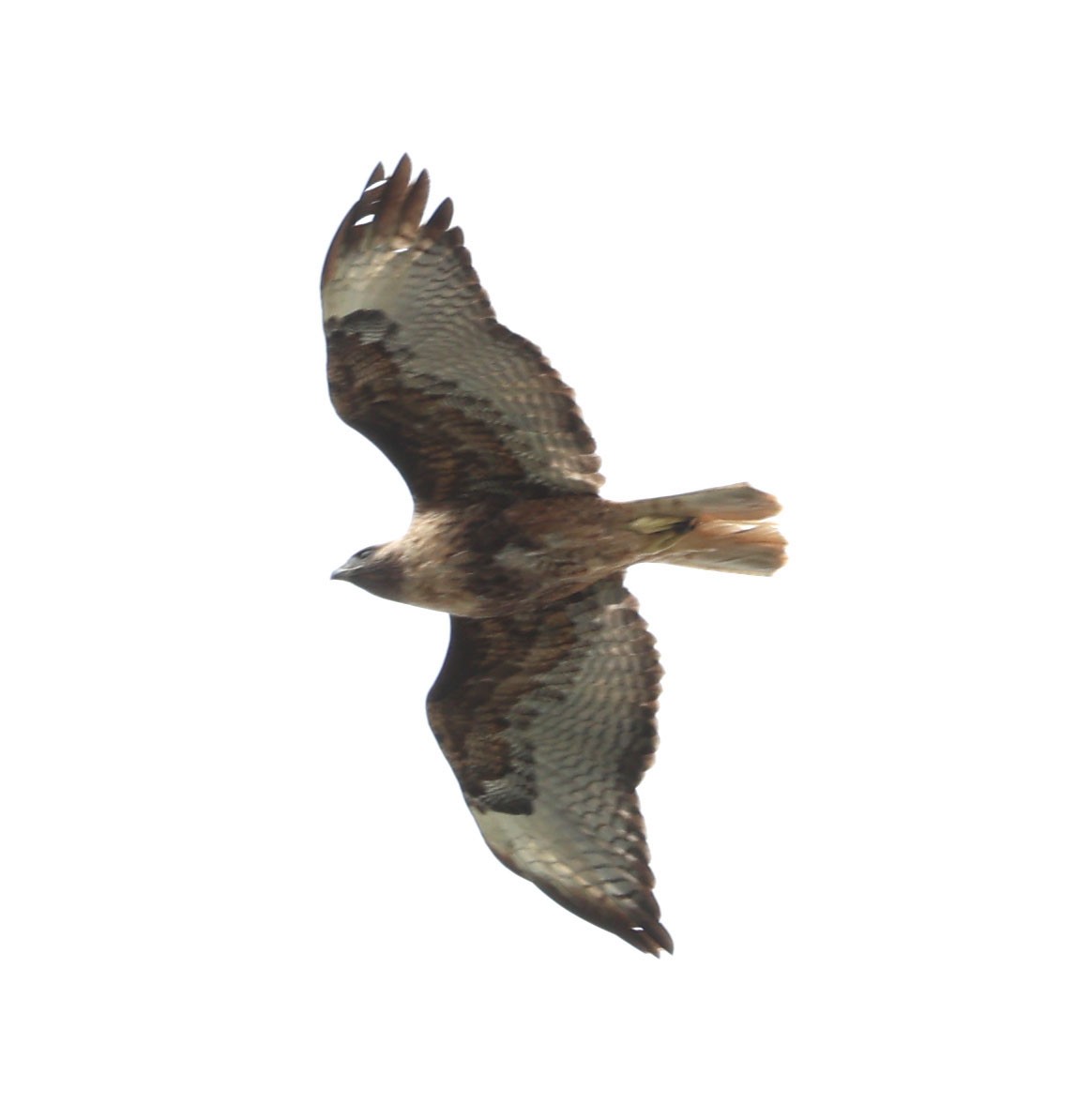 Red-tailed Hawk - ML615613571