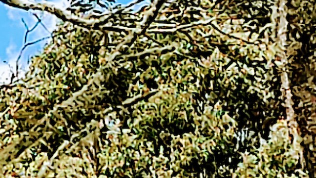 Hawaii-Sichelkleidervogel - ML615613716