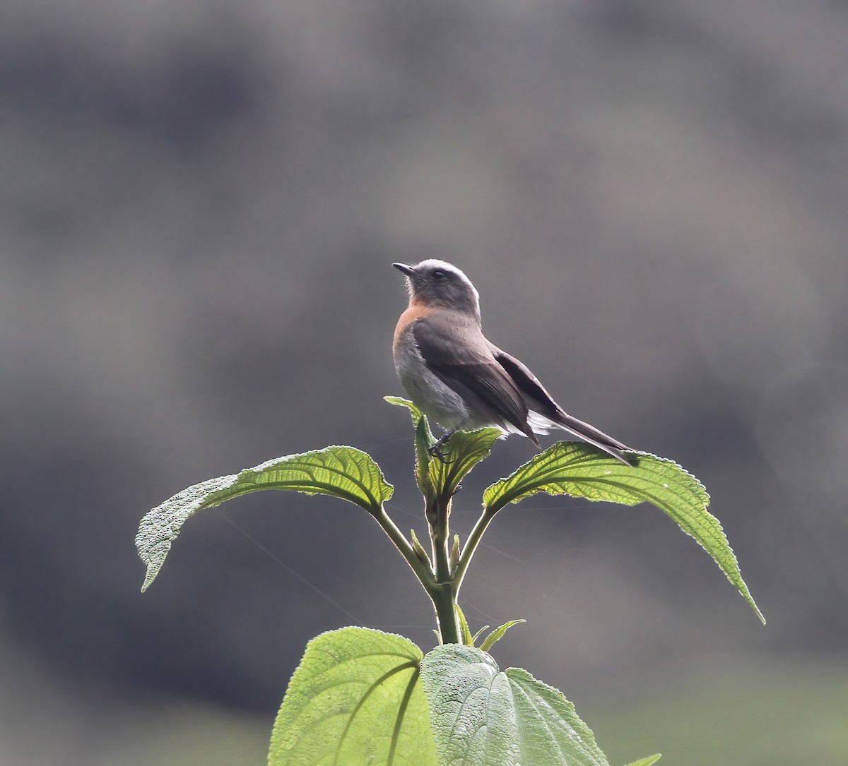 Rufous-breasted Chat-Tyrant - ML615613733