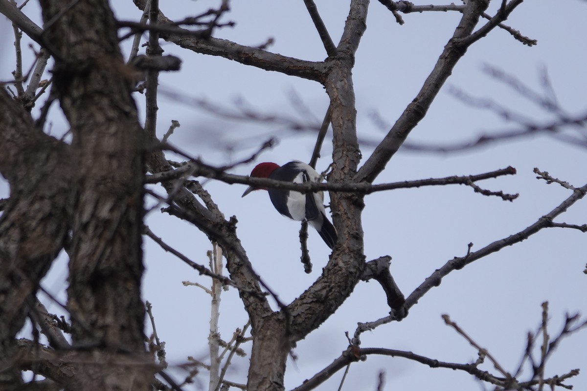Red-headed Woodpecker - ML615613887