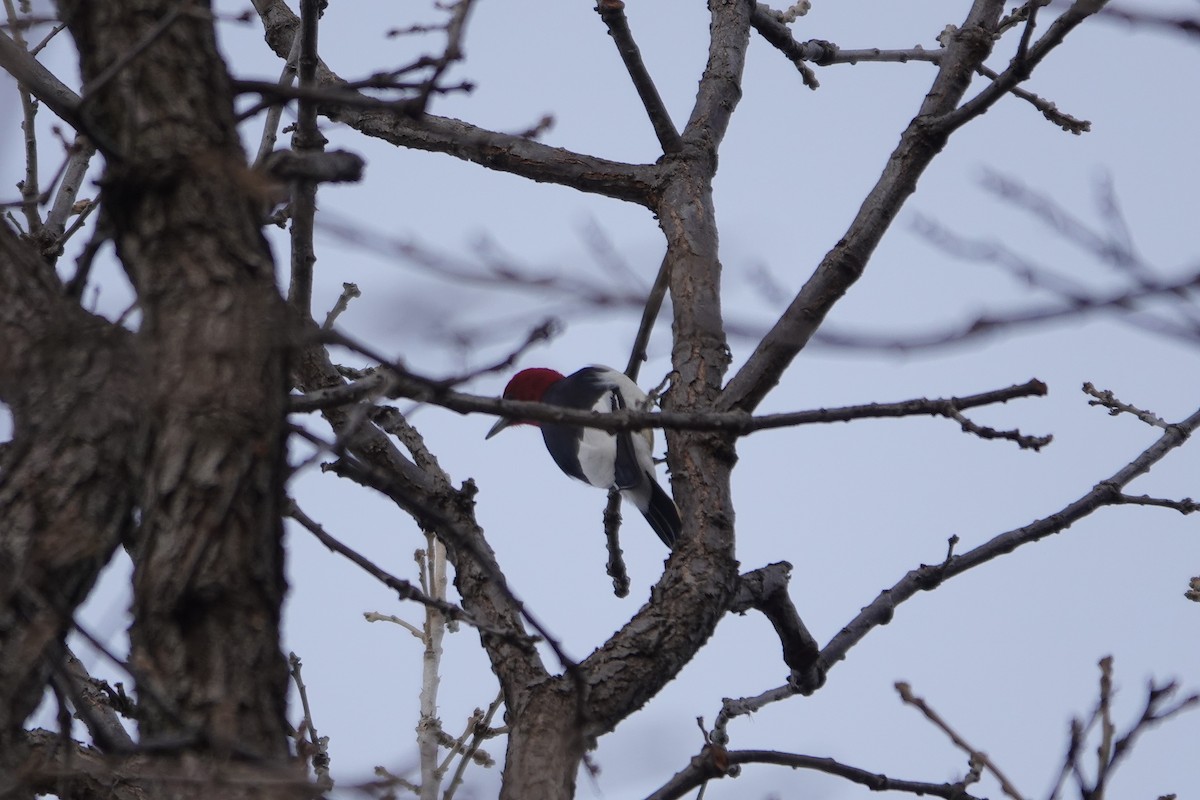 Red-headed Woodpecker - ML615613892