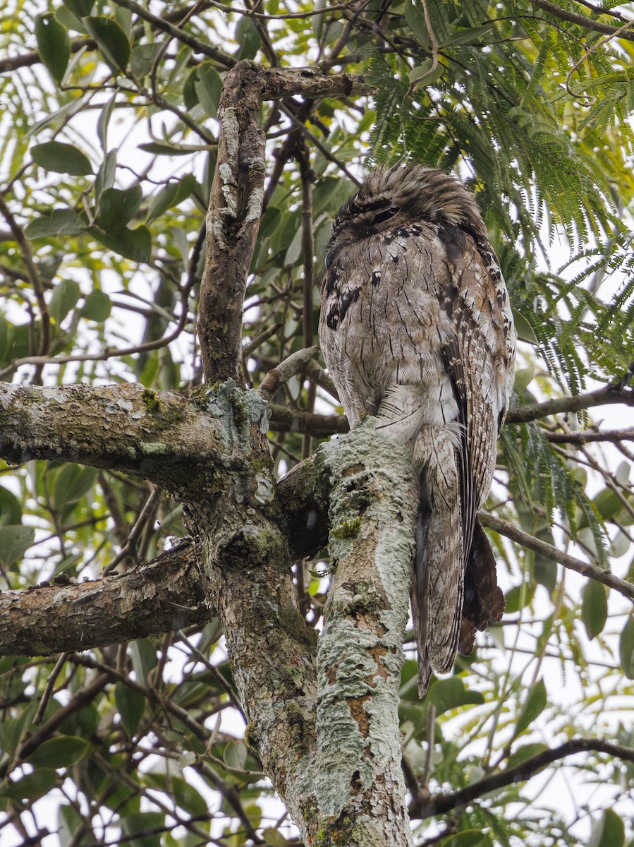 Northern Potoo (Middle American) - ML615614168