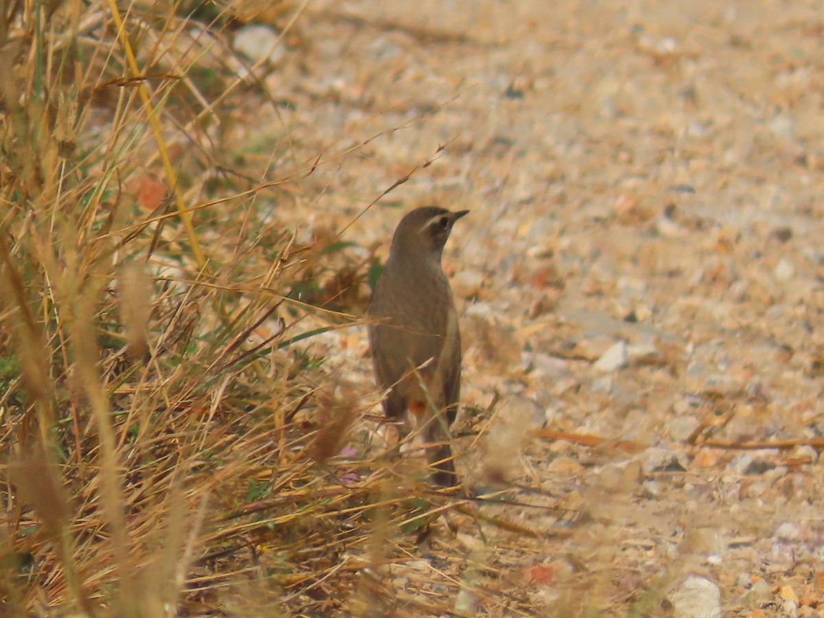 Bluethroat (Red-spotted) - ML615614177
