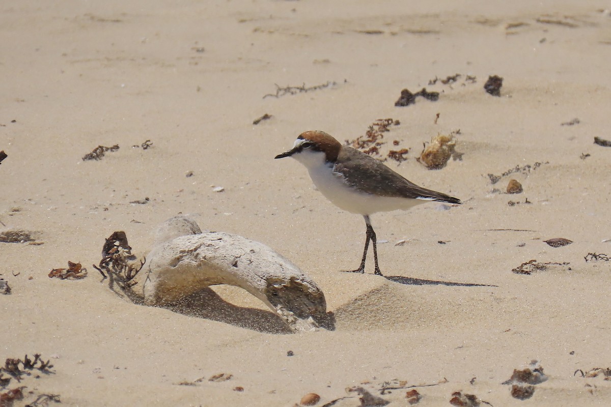 Red-capped Plover - ML615614274