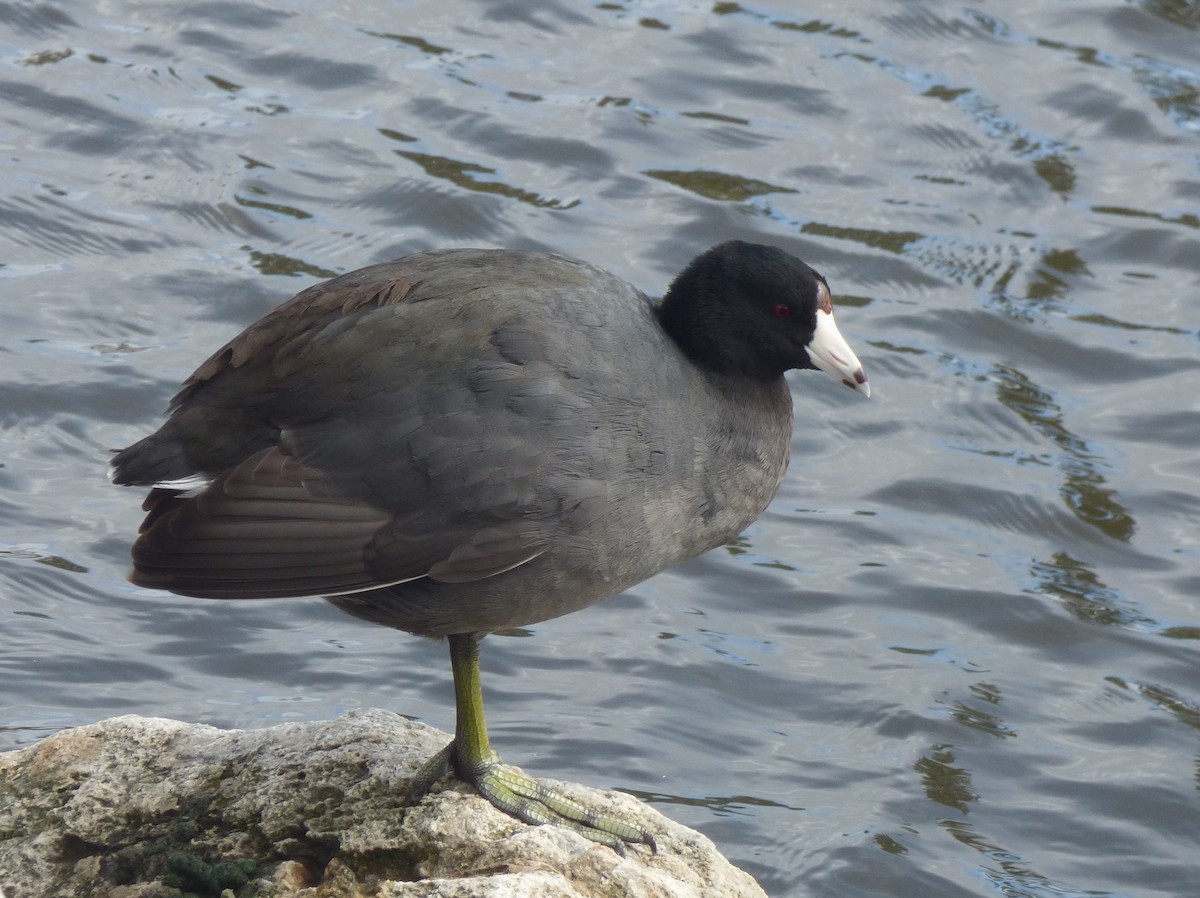 American Coot (Red-shielded) - ML615614290