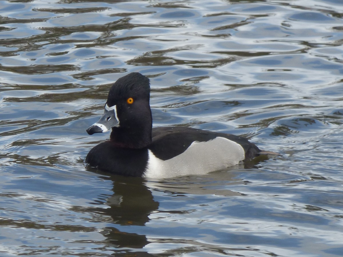 Ring-necked Duck - David Sidle