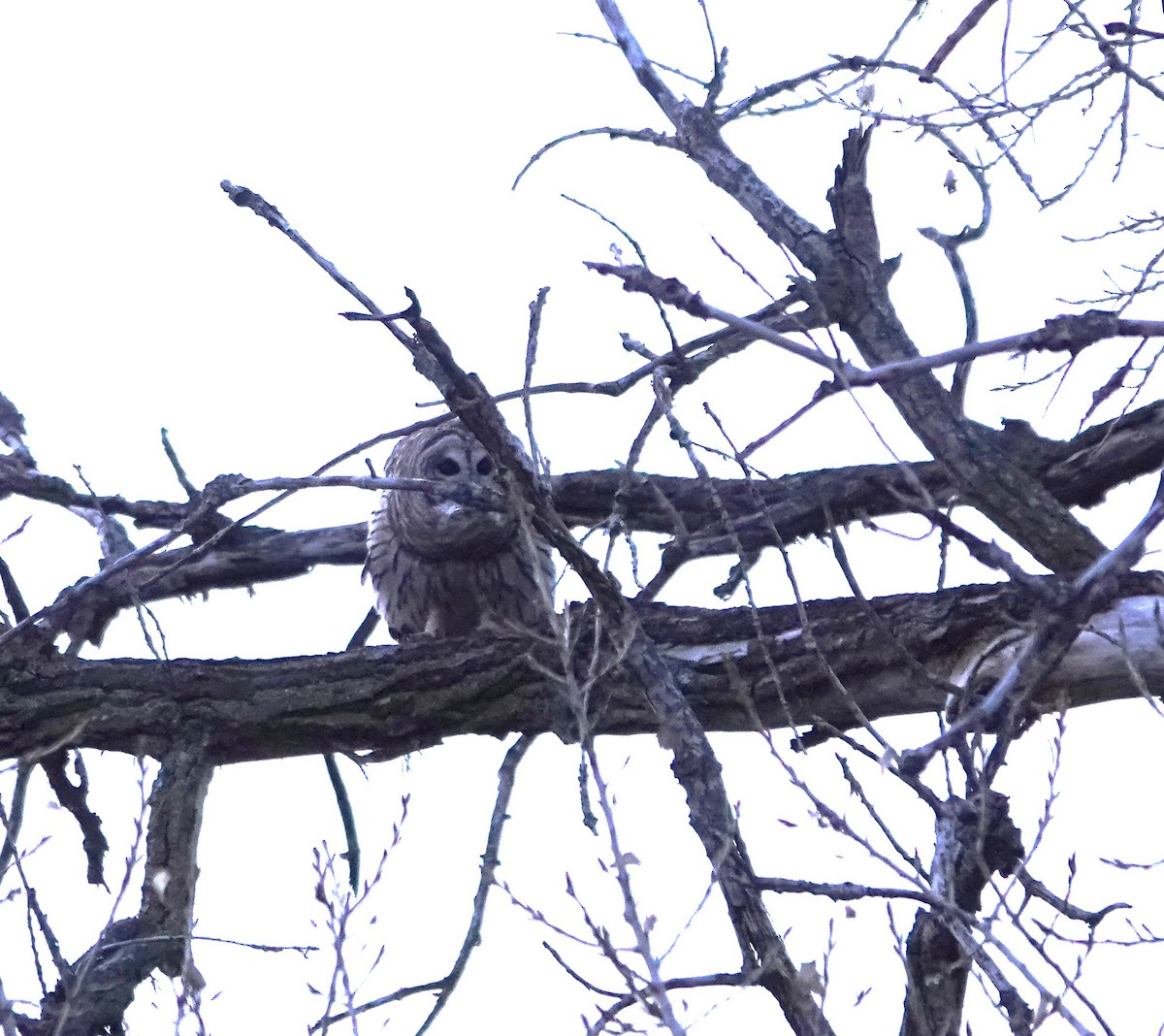 Barred Owl - ML615614403