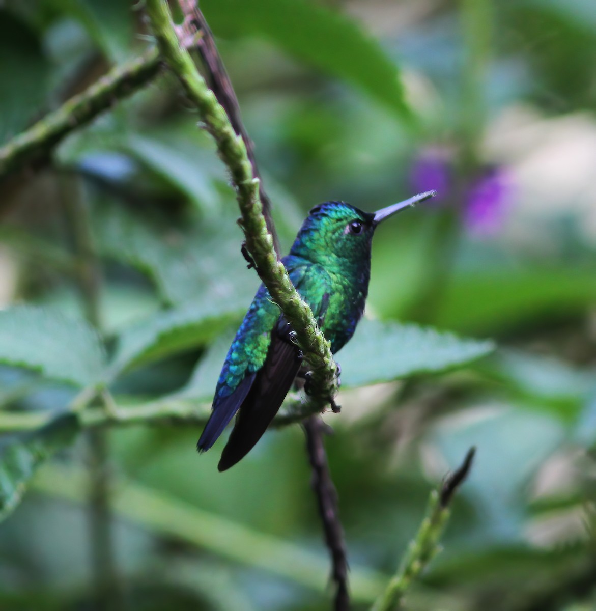 Blue-tailed Emerald - ML615614482
