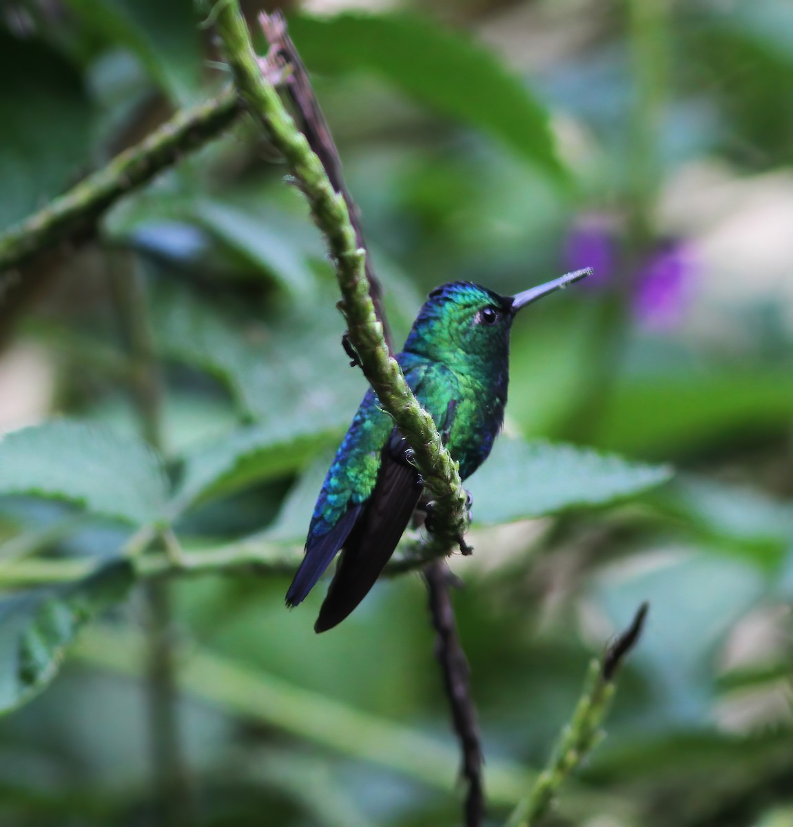 Blue-tailed Emerald - ML615614483