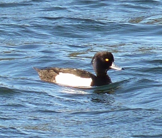 Tufted Duck - ML615614753