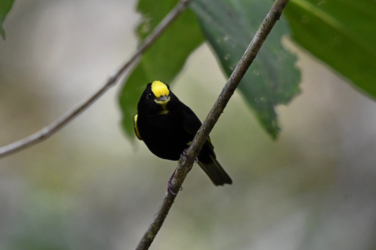 Golden-winged Manakin - Fernando Cediel Nacumero Birding