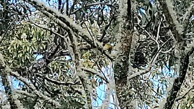 Hawaii-Sichelkleidervogel - ML615615161