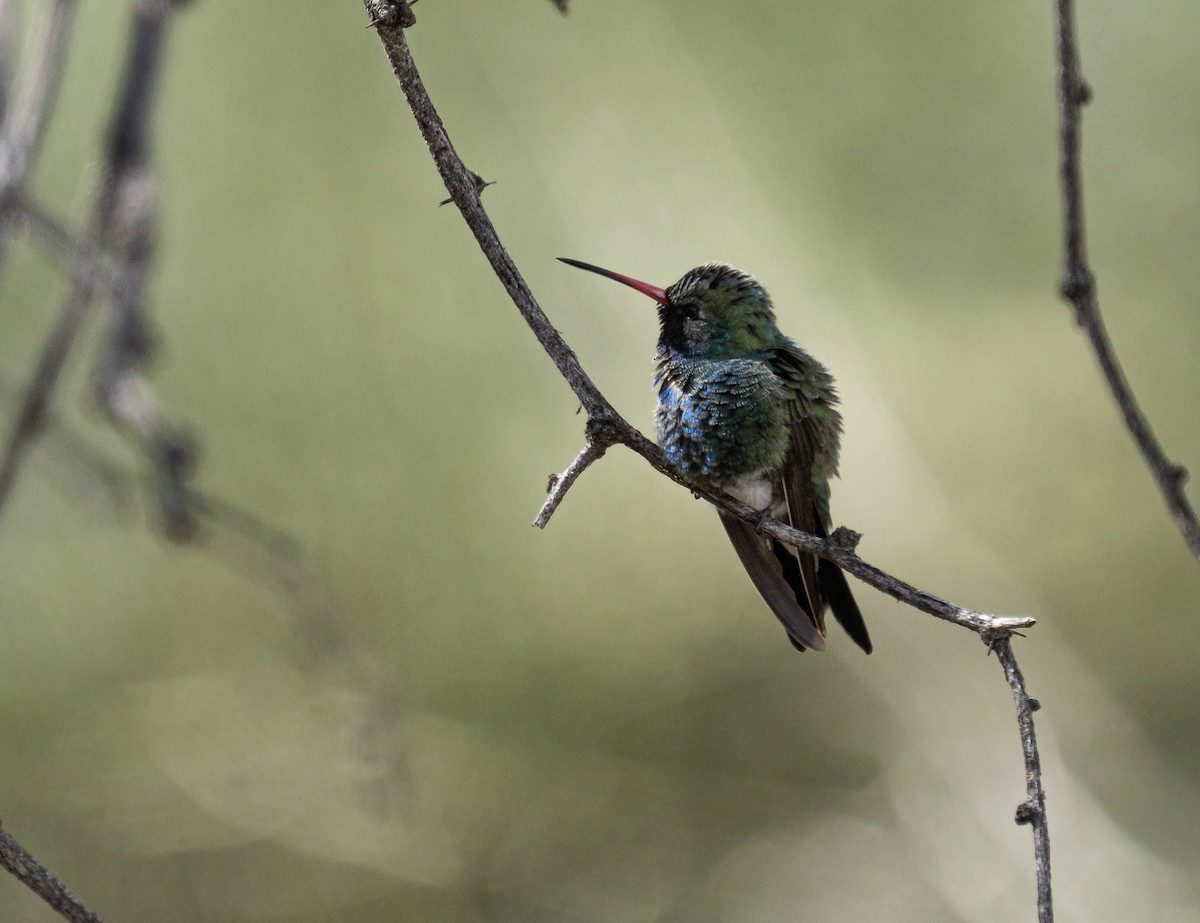 kolibřík širokozobý - ML615615227