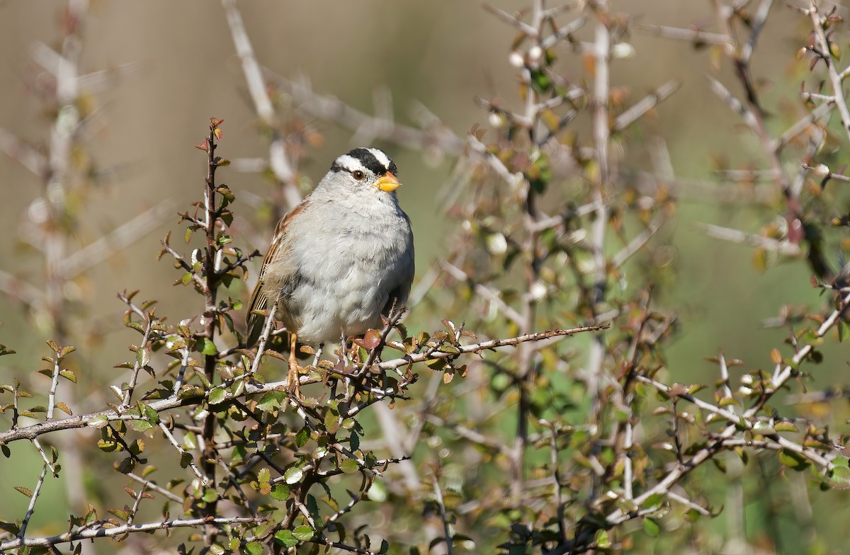 White-crowned Sparrow - ML615615241