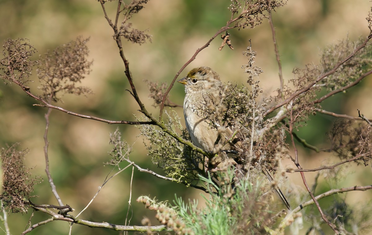 Golden-crowned Sparrow - ML615615265