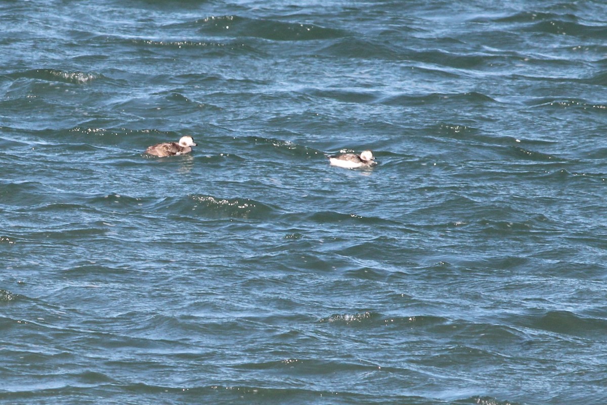eBird Checklist 15 Feb 2024 Hampton HarborRestroom Parking Area, Seabrook 4 species