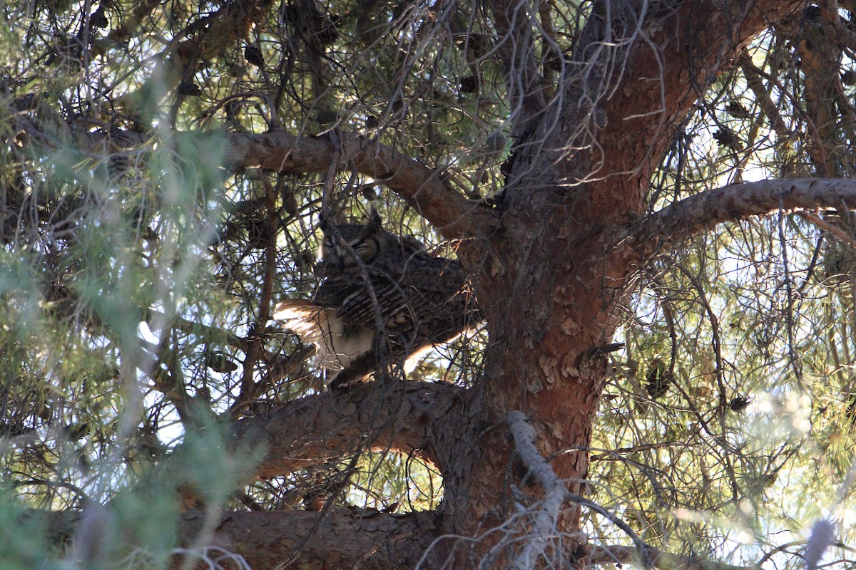 Great Horned Owl - ML615615289