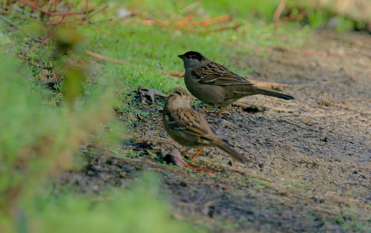 Golden-crowned Sparrow - ML615615290