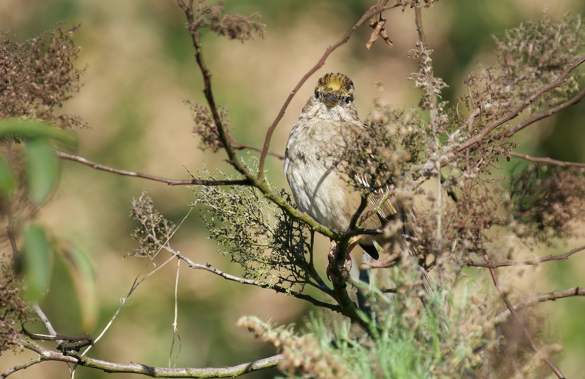 Golden-crowned Sparrow - ML615615291