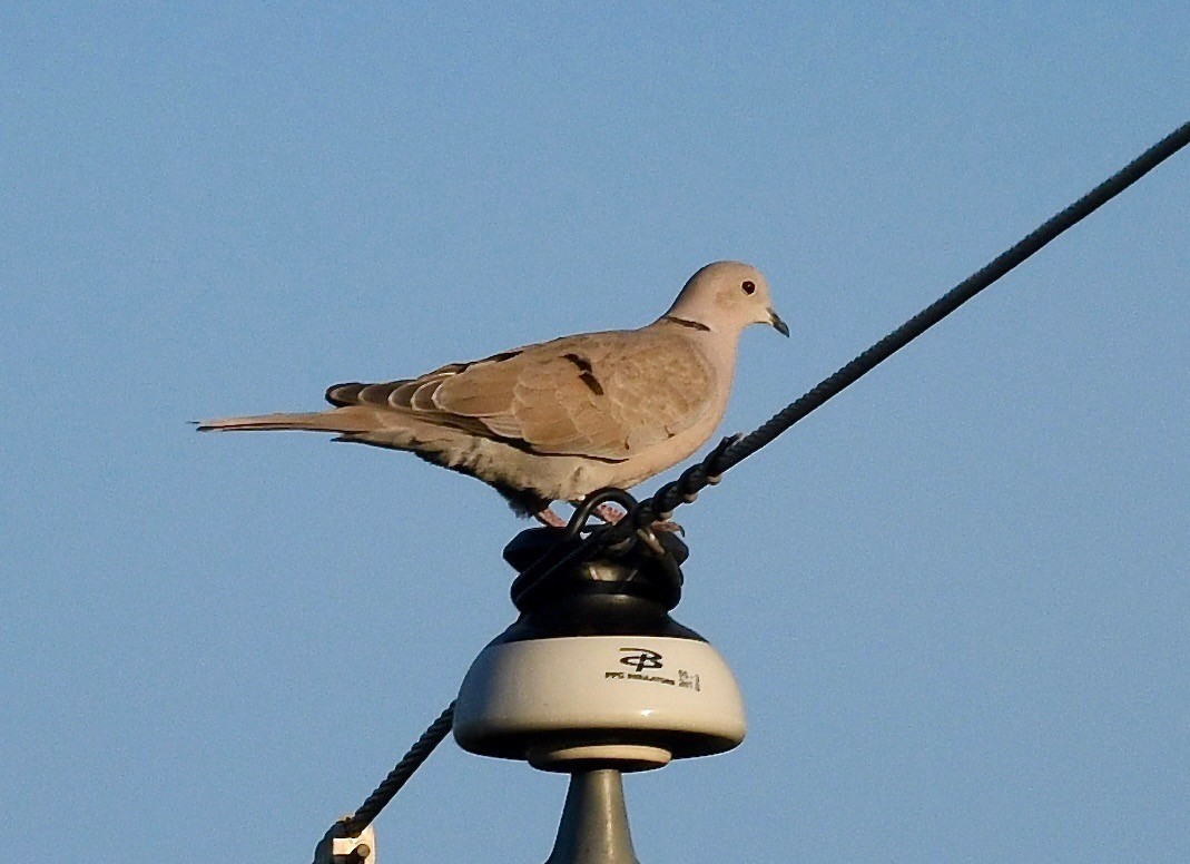 Eurasian Collared-Dove - ML615615410