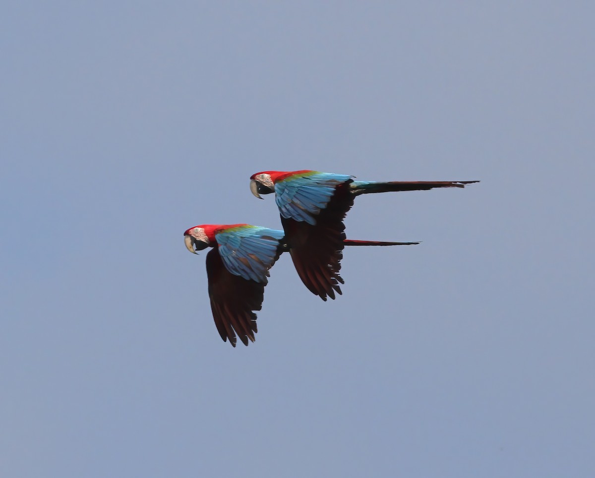 Red-and-green Macaw - ML615615494
