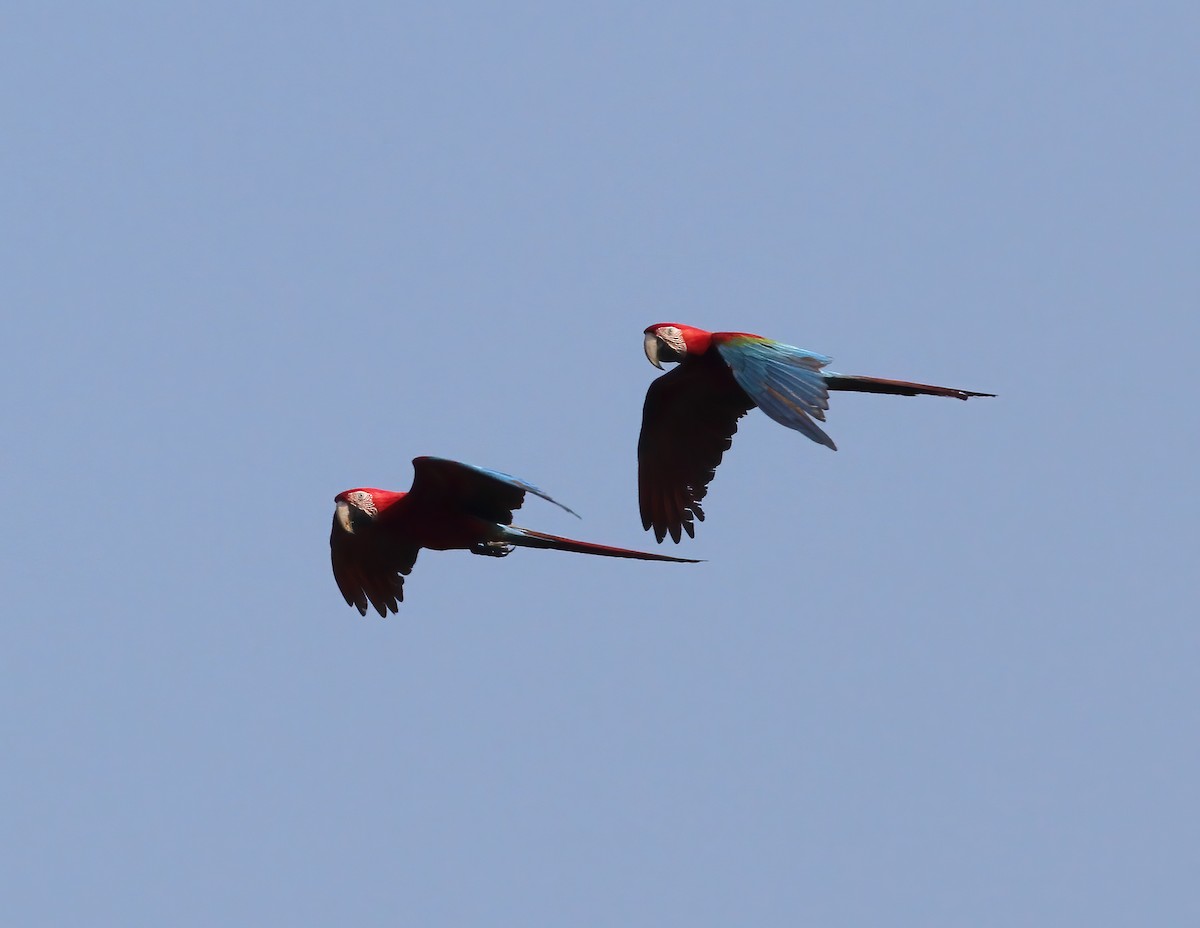 Red-and-green Macaw - ML615615496