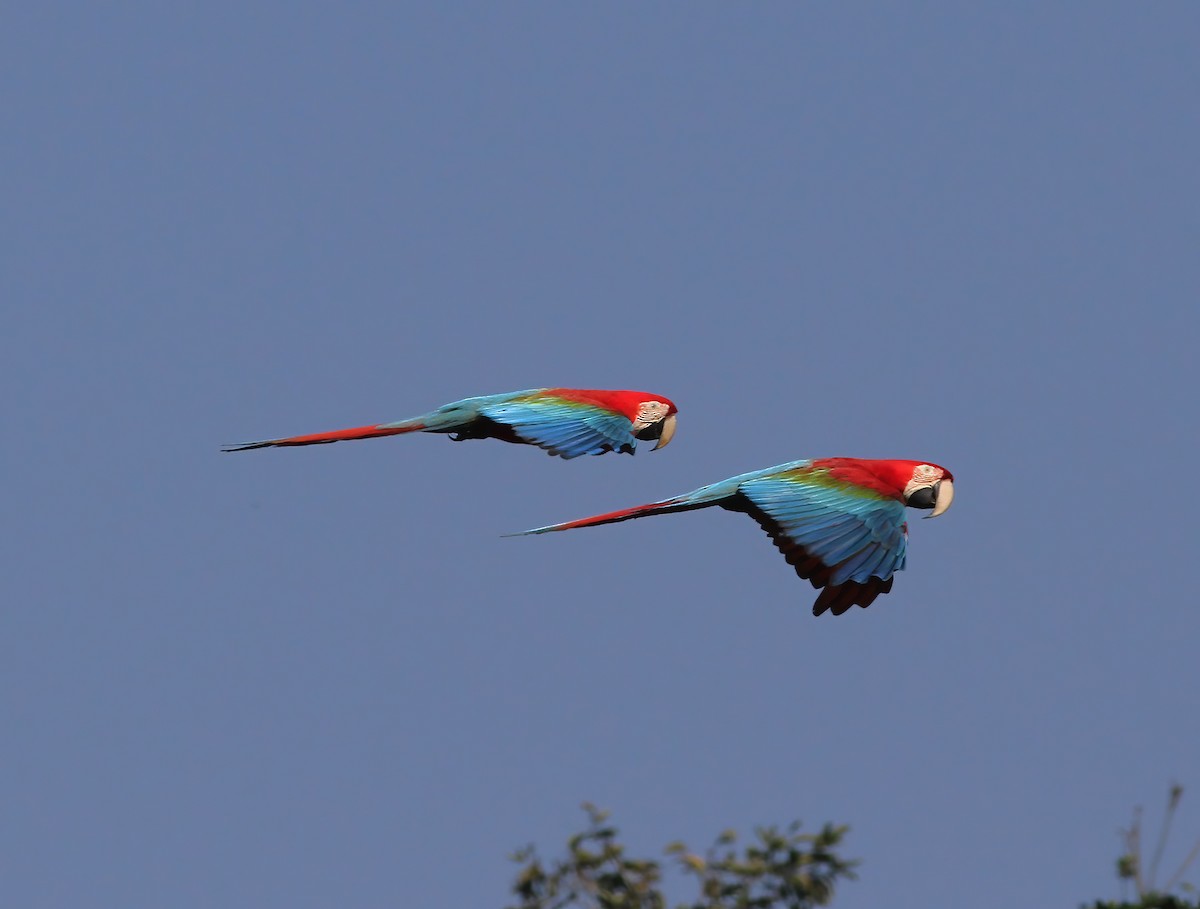 Red-and-green Macaw - ML615615497