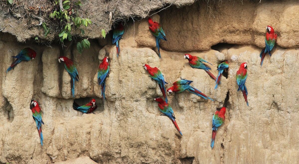 Red-and-green Macaw - Gary Rosenberg