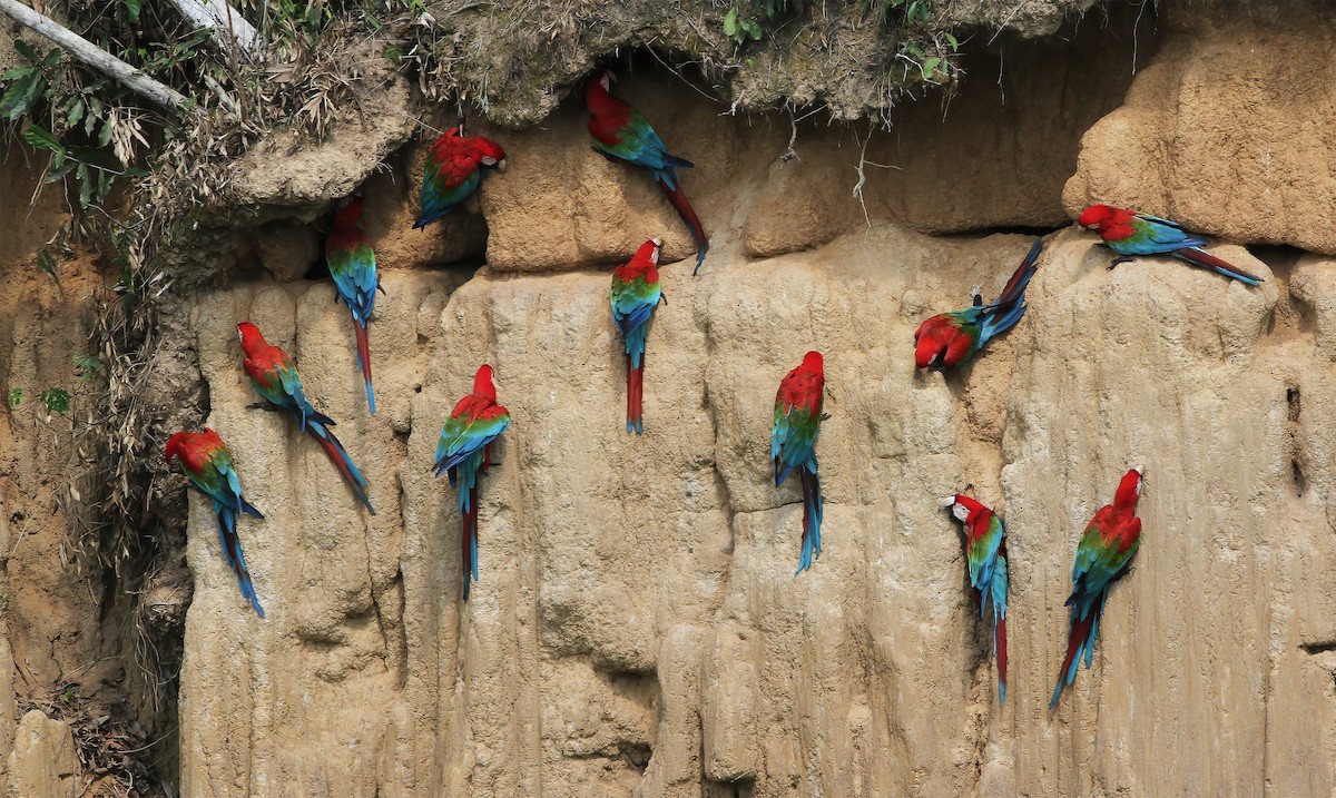 Red-and-green Macaw - ML615615507