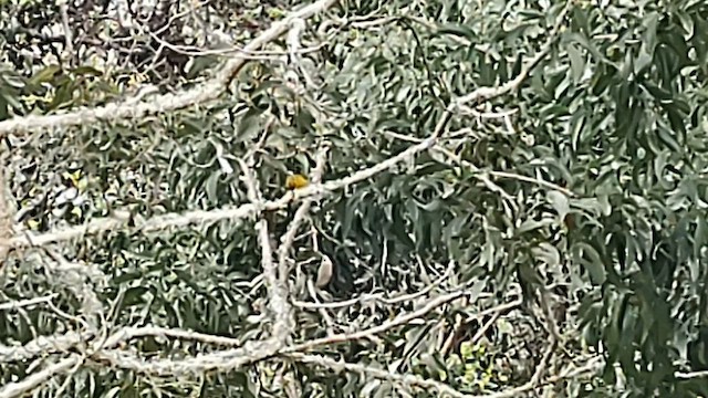 Hawaii-Sichelkleidervogel - ML615615596