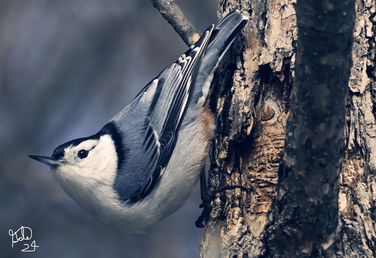 White-breasted Nuthatch - ML615615655
