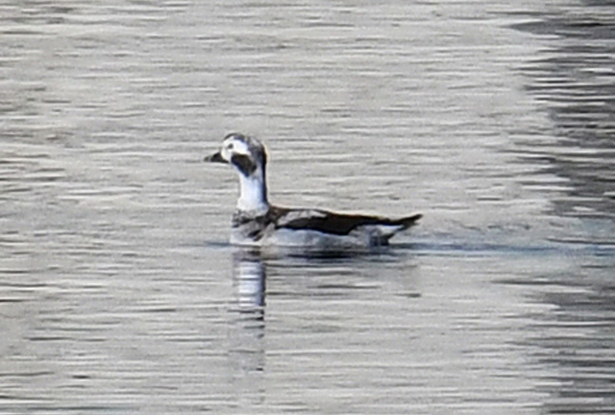Long-tailed Duck - ML615615673