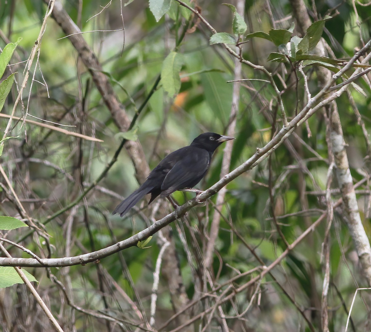 Pale-eyed Blackbird - ML615615736