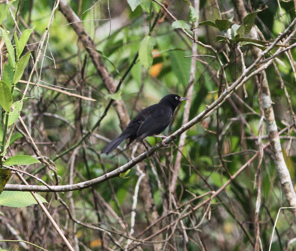 Pale-eyed Blackbird - ML615615737