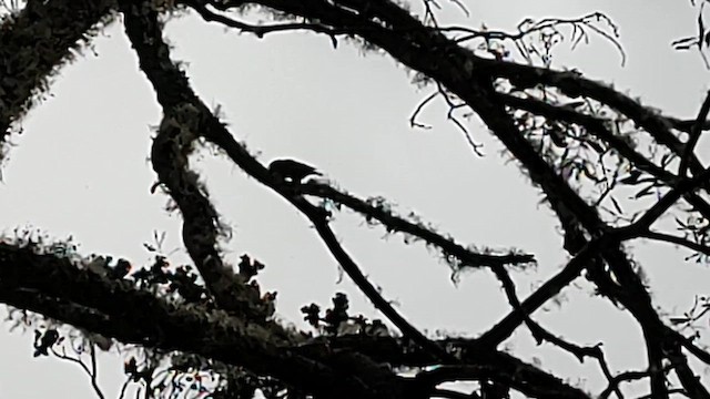 Hawaii-Sichelkleidervogel - ML615615794