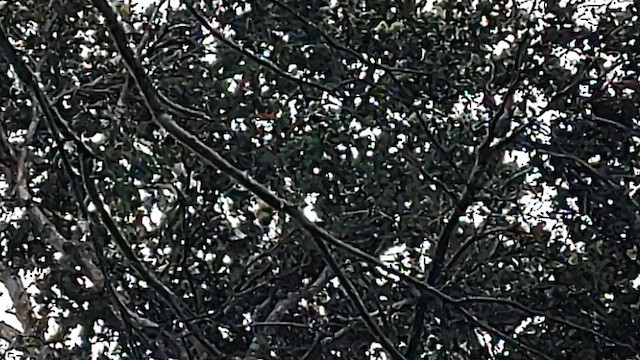 Hawaii-Sichelkleidervogel - ML615615808