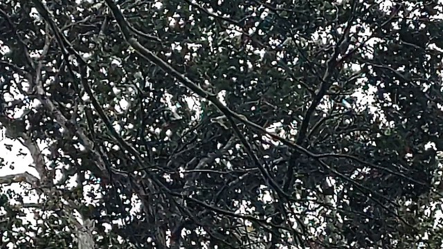 Hawaii-Sichelkleidervogel - ML615615810